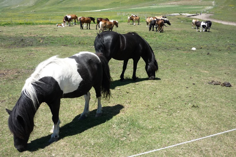 Castelluccio e le sue Helix ligata - H. delpretiana